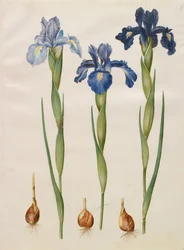 Iris xiphioides